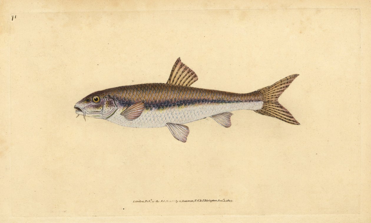 Gudgeon, Gobio gobio (Cyprinus gobio). Placa de cobre colorida à mão desenhada e gravada por Edward Donovan da sua História Natural dos Peixes Britânicos, Donovan e F.C. e J. Rivington, Londres de Edward Donovan