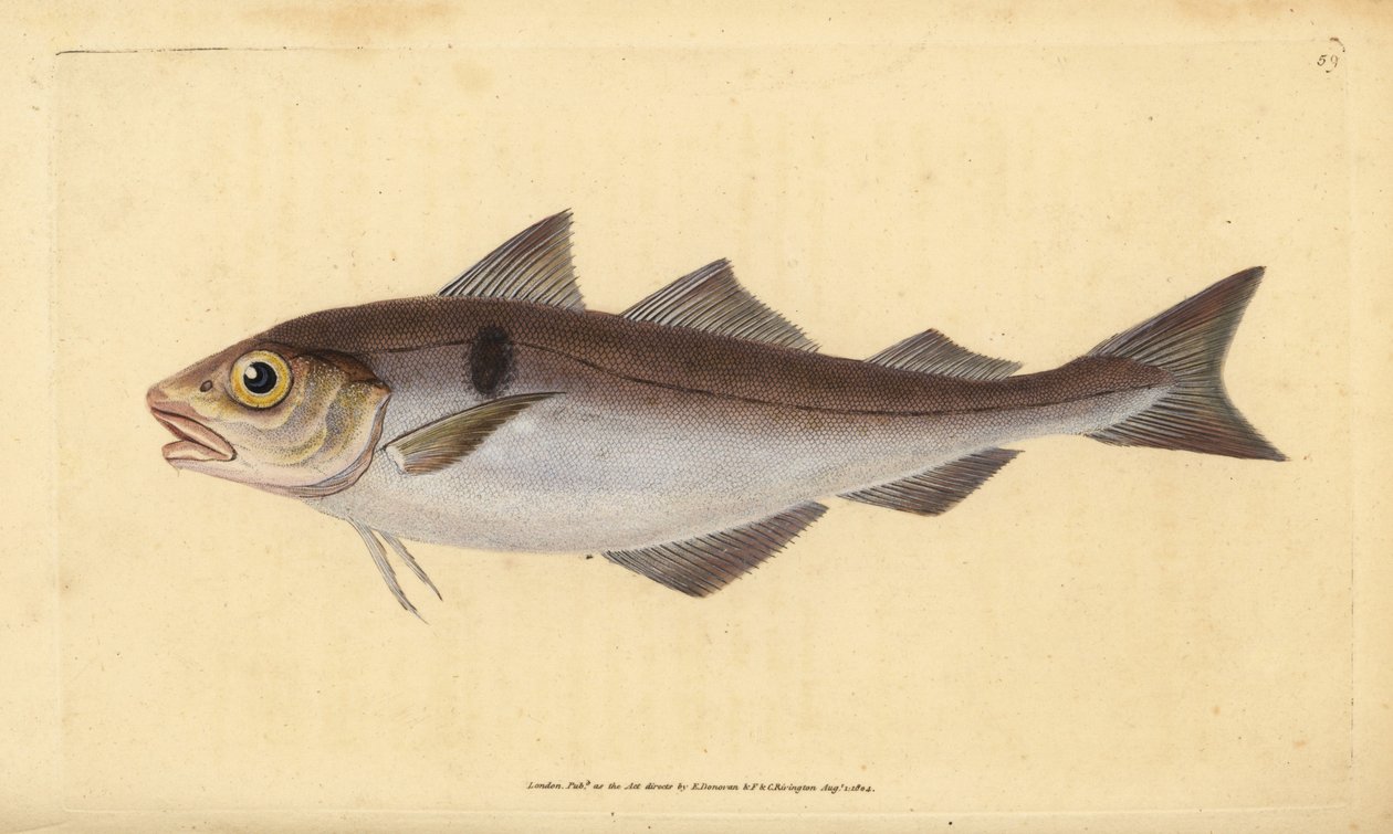 Haddock, Melanogrammus aeglefinus (Gadus aeglefinus). Vulnerável. Placa de cobre colorida à mão desenhada e gravada por Edward Donovan a partir de sua História Natural dos Peixes Britânicos, Donovan e F.C. e J. Rivington, Londres. de Edward Donovan