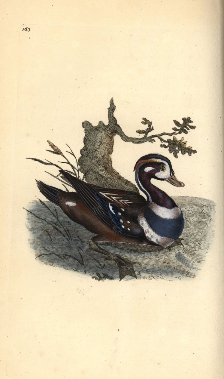 Pato Arlequim, Histrionicus histrionicus. Placa de cobre colorida à mão, desenhada e gravada por Edward Donovan a partir de sua própria "Natural History of British Birds," Londres de Edward Donovan