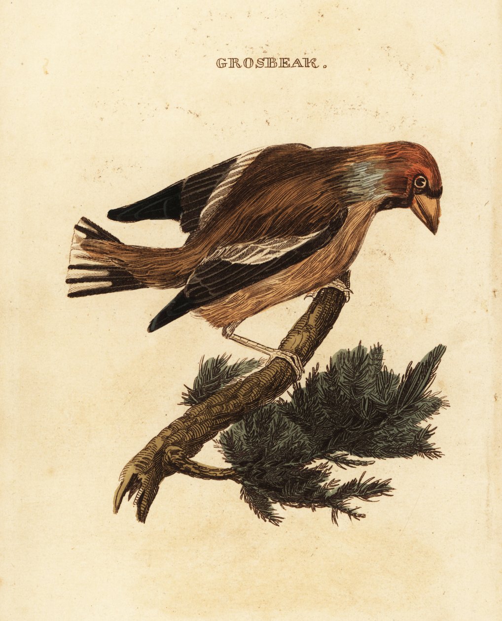 Hawfinch, Coccothraustes coccothraustes de Edward Donovan