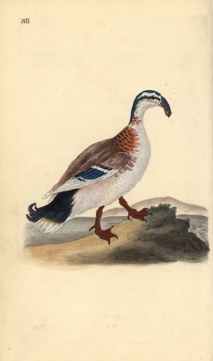 Um pato-real, Anas platyrhynchos. Placa de cobre colorida à mão, desenhada e gravada por Edward Donovan a partir de sua própria "Natural History of British Birds", Londres. de Edward Donovan