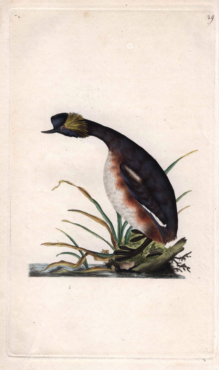 Trompa de trompa ou trompa do ouvido. Podiceps auritus (Colymbus auritus). Gravura em cobre de Edward Donovan (1768-1837), publicada na Histoire naturelle des oiseaux britanniques, Londres. de Edward Donovan
