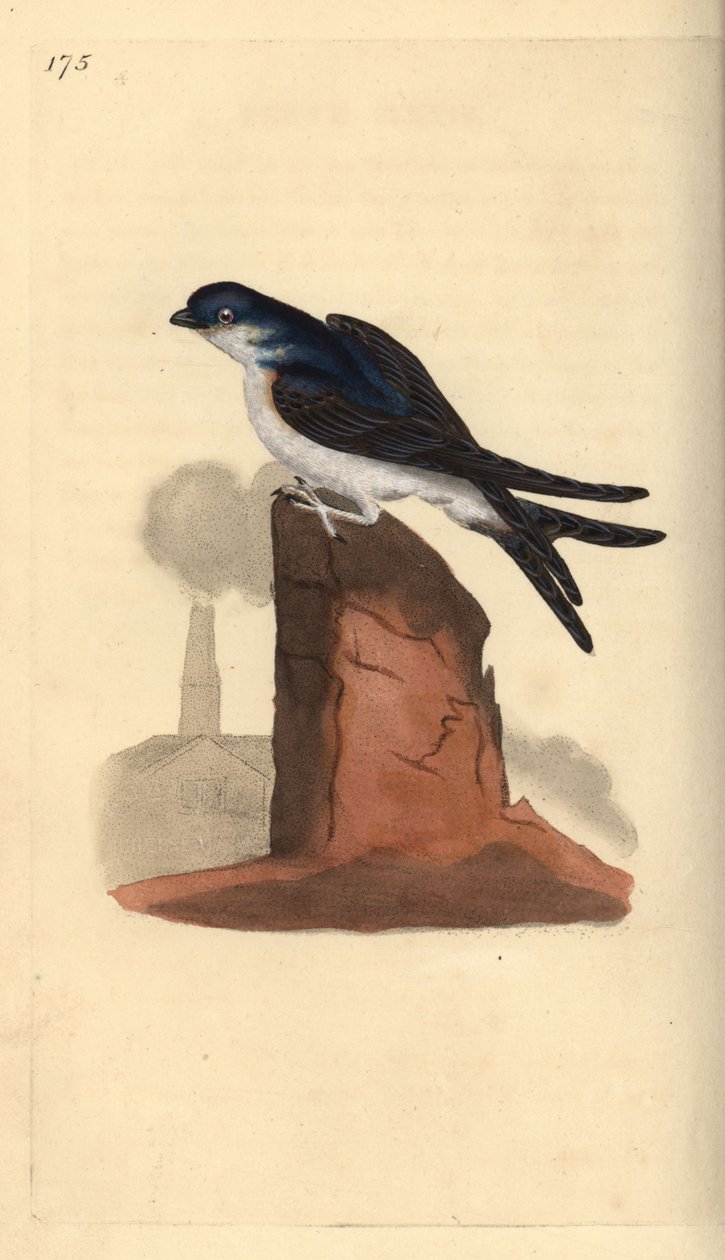 House martin, Delichon urbicum, empoleirado no topo de uma chaminé. Placa de cobre colorida à mão desenhada e gravada por Edward Donovan a partir de sua própria "Natural History of British Birds", Londres. de Edward Donovan