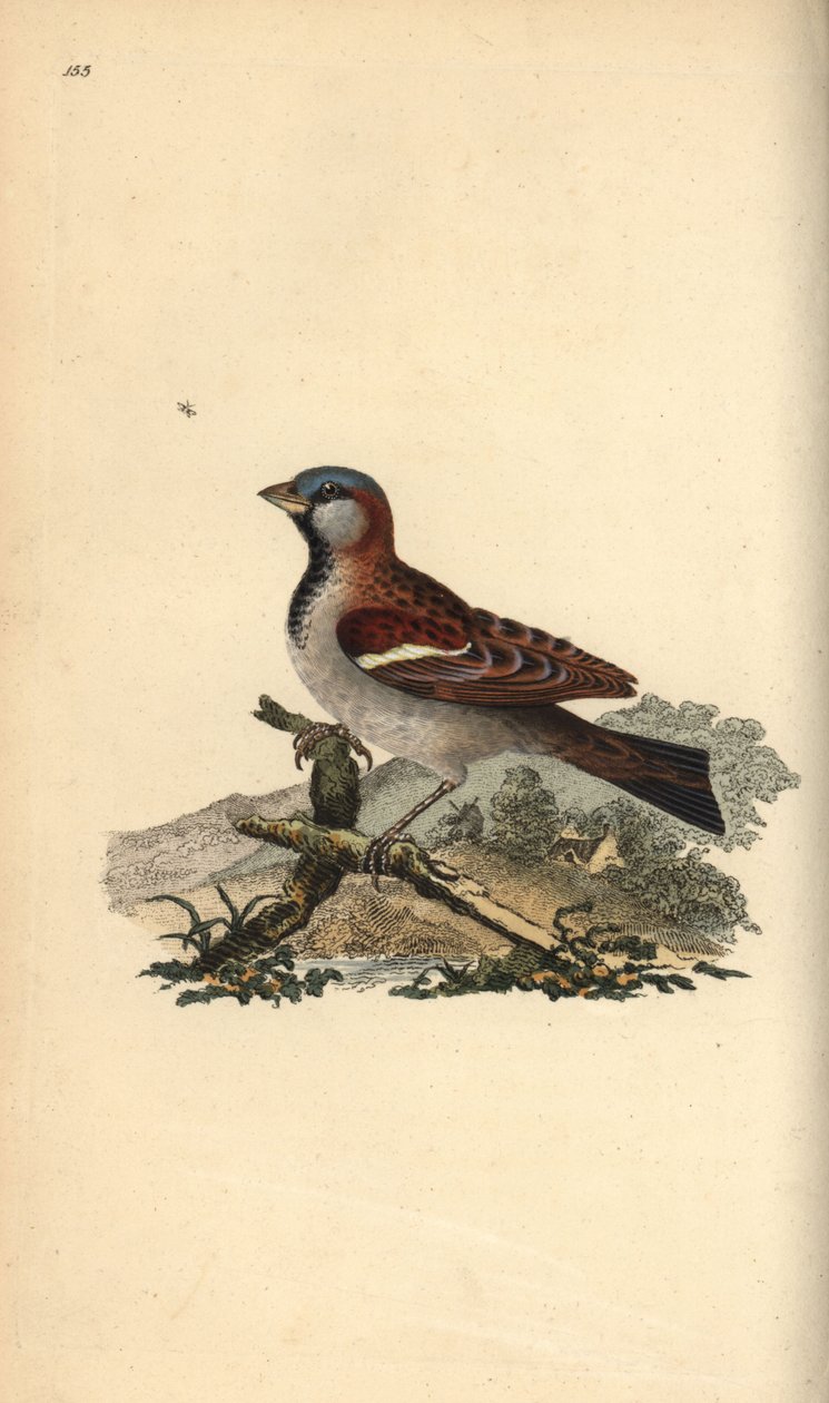 Pardal da casa, Pour domesticus. Placa de cobre colorida à mão, desenhada e gravada por Edward Donovan a partir de sua própria "Natural History of British Birds," Londres de Edward Donovan