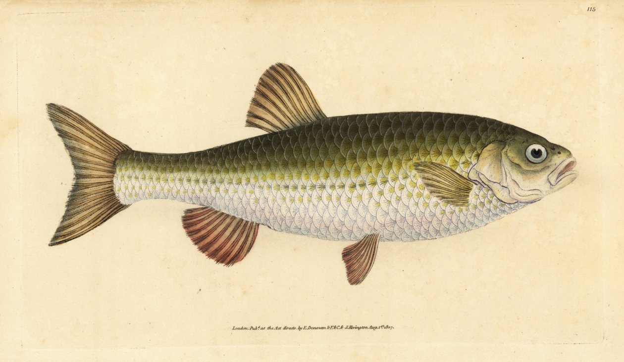 Ide, Leuciscus idus (Chub, Cyprinus jeses). Placa de cobre colorida à mão, desenhada e gravada por Edward Donovan da sua História Natural dos Peixes Britânicos, Donovan e F.C. e J. Rivington, Londres. de Edward Donovan