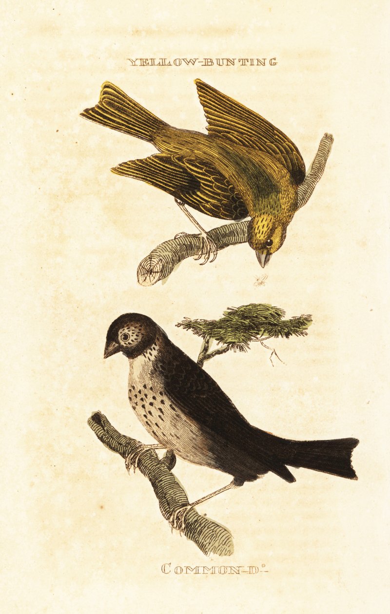 Pão amarelo Japonês, Emberiza sulfurata, e Pão de milho, Emberiza calandra de Edward Donovan