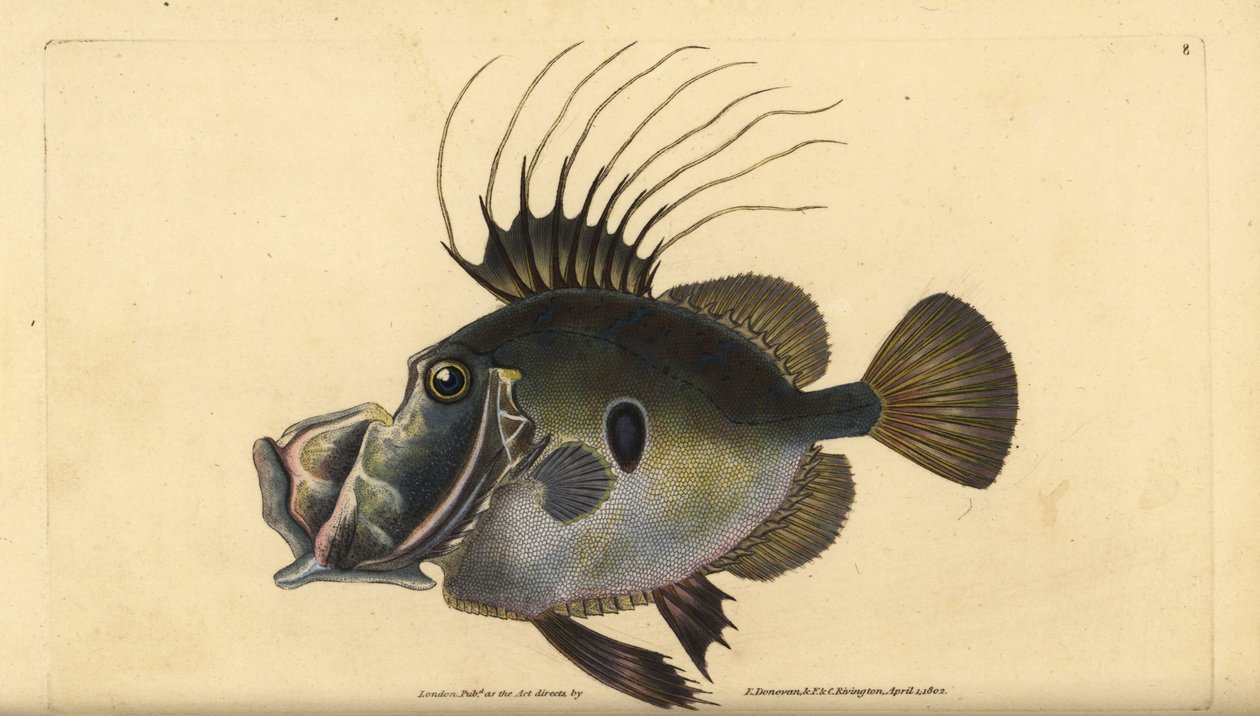 John Dory ou Doree, Zeus faber. Placa de cobre colorida à mão, desenhada e gravada por Edward Donovan a partir de sua História Natural dos Peixes Britânicos, Donovan e F.C. e J. Rivington, Londres. de Edward Donovan