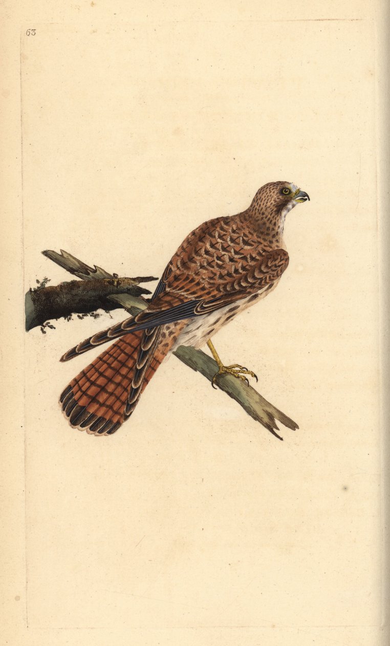 Kestrel, Falco tinnunculus, fêmea. Placa de cobre colorida à mão desenhada e gravada por Edward Donovan a partir de sua própria "Natural History of British Birds", Londres. de Edward Donovan