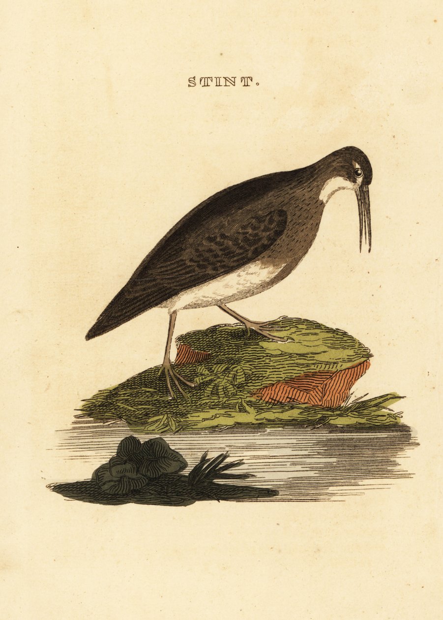 Mínimo limpador de areia, Calidris minutilla de Edward Donovan