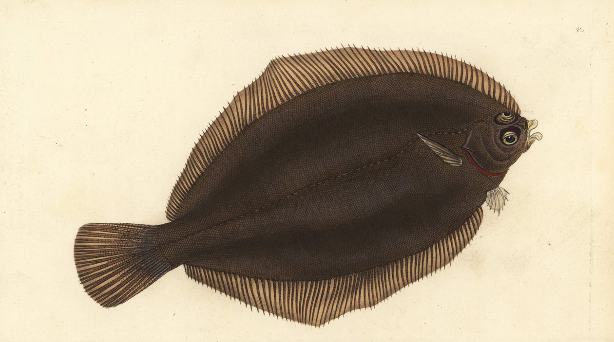 Solha-limão, Microstomus kitt (Pequena cabeça ou esfregaço, Pleuronectes microcephalus). Placa de cobre colorida à mão desenhada e gravada por Edward Donovan a partir de sua História Natural dos Peixes Britânicos, Donovan e F.C. e J. Rivington, Londres. de Edward Donovan