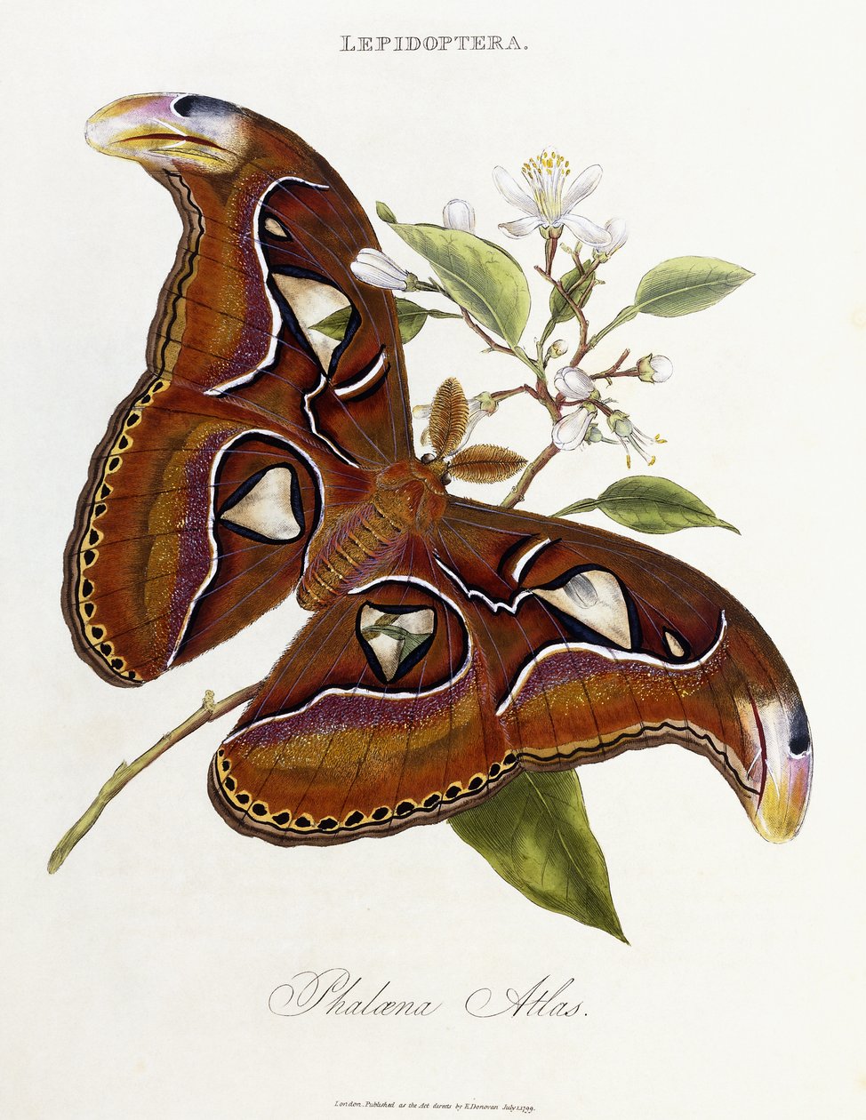 Lepidópteros: Phaloena Atlas, 1798-1799 de Edward Donovan