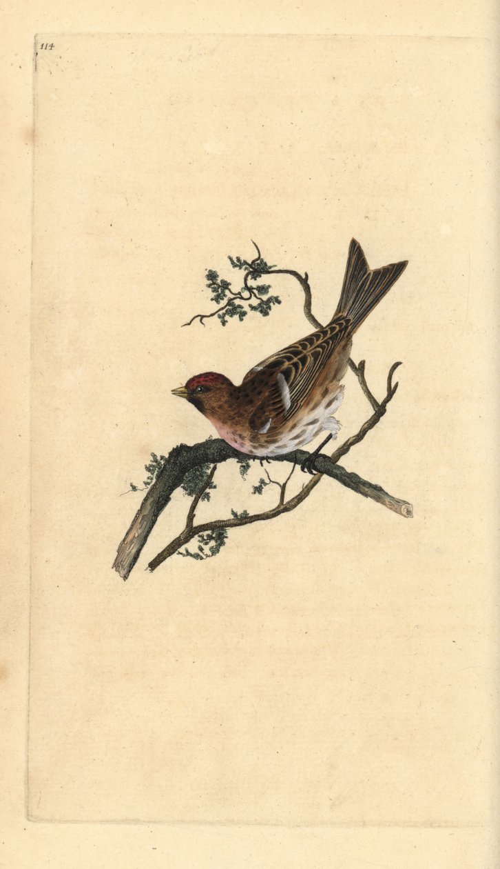 Redpoll mais pequeno, cabaré Carduelis. Placa de cobre colorida à mão, desenhada e gravada por Edward Donovan a partir de sua própria "Natural History of British Birds", Londres. de Edward Donovan
