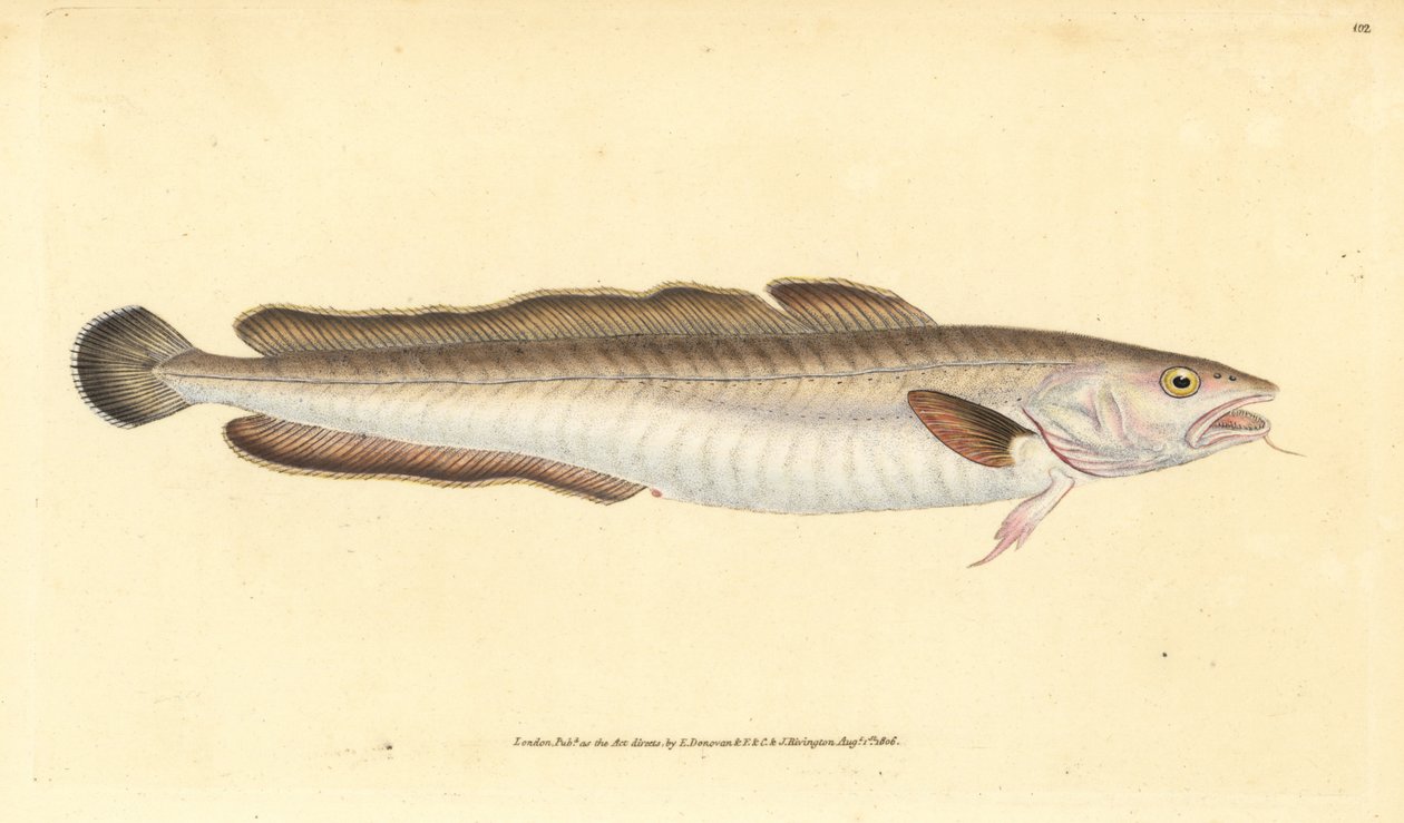 Peixe Ling, Molva molva (Gadus molva). Placa de cobre colorida à mão desenhada e gravada por Edward Donovan a partir de sua História Natural dos Peixes Britânicos, Donovan e F.C. e J. Rivington, Londres. de Edward Donovan