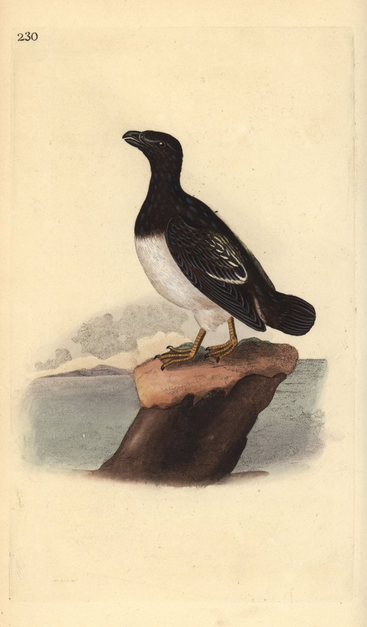 Little auk ou Dovekie (feminino), All alle. Placa de cobre colorida à mão, desenhada e gravada por Edward Donovan a partir de sua própria "Natural History of British Birds," Londres de Edward Donovan