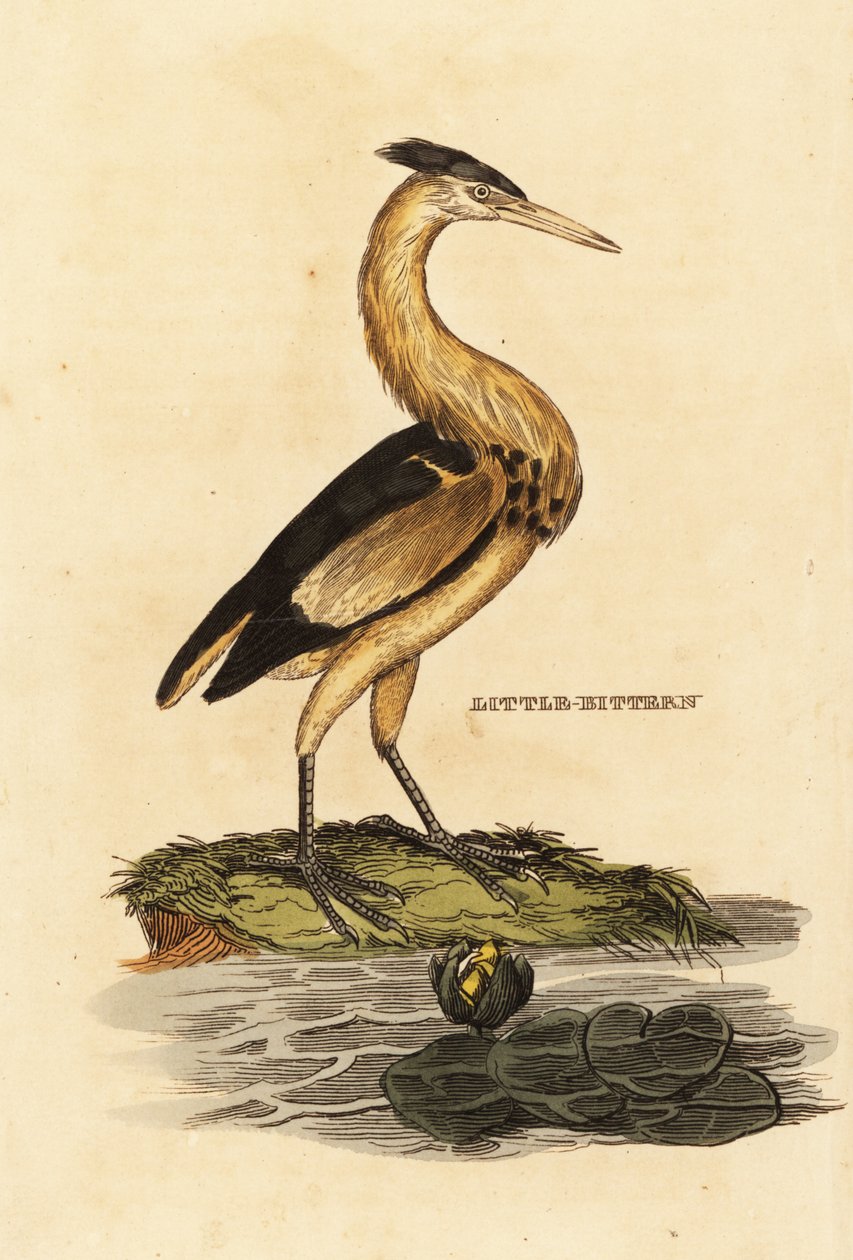 Um pouco de amargo, Ixobrychus minutus de Edward Donovan