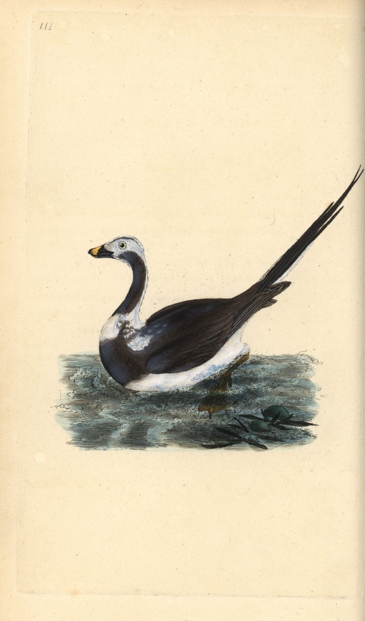 Pato de cauda longa, Clangula hyemalis. Vulnerável. Placa de cobre colorida à mão, desenhada e gravada por Edward Donovan a partir de sua própria "Natural History of British Birds", Londres. de Edward Donovan