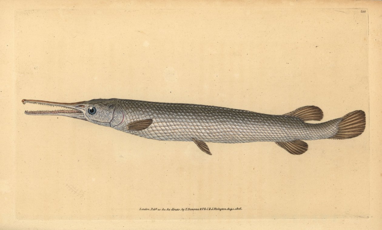 Longnose gar, Lepisosteus osseus (Osseus gar fish, Esox osseus). Placa de cobre colorida à mão desenhada e gravada por Edward Donovan a partir de sua História Natural dos Peixes Britânicos, Donovan e F.C. e J. Rivington, Londres. de Edward Donovan