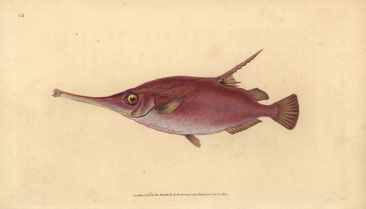 Longspine snipefish, Macroramphosus scolopax (Cebola ou peixe trombeta, Centriscus scolopax). Placa de cobre colorida à mão desenhada e gravada por Edward Donovan a partir de sua História Natural dos Peixes Britânicos, Donovan e F.C. e J. Rivington, Londre de Edward Donovan