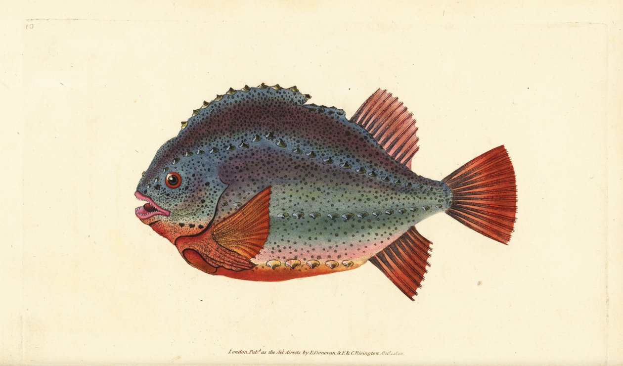 Lumpucker ou lumpfish, Cyclopterus lumpus. Placa de cobre colorida à mão desenhada e gravada por Edward Donovan a partir de sua História Natural dos Peixes Britânicos, Donovan e F.C. e J. Rivington, Londres. de Edward Donovan