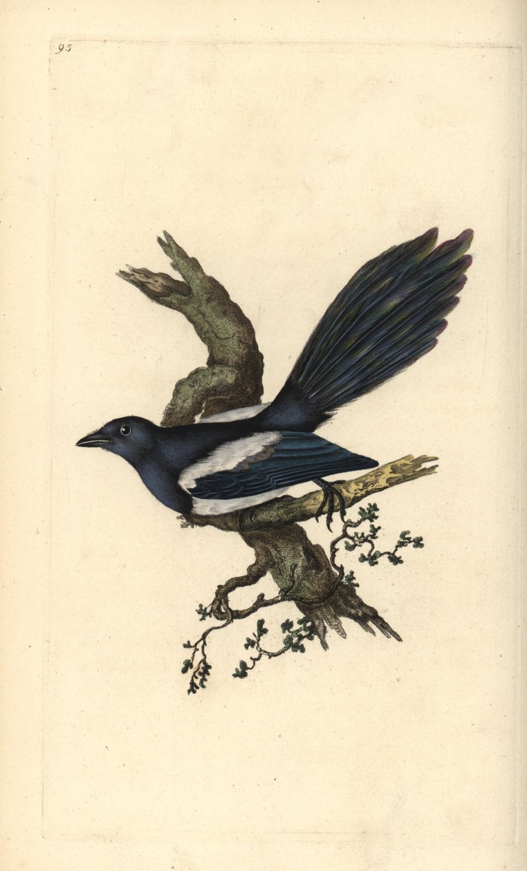 Magpie, Pica pica. Placa de cobre colorida à mão, desenhada e gravada por Edward Donovan a partir de sua própria "Natural History of British Birds," Londres de Edward Donovan