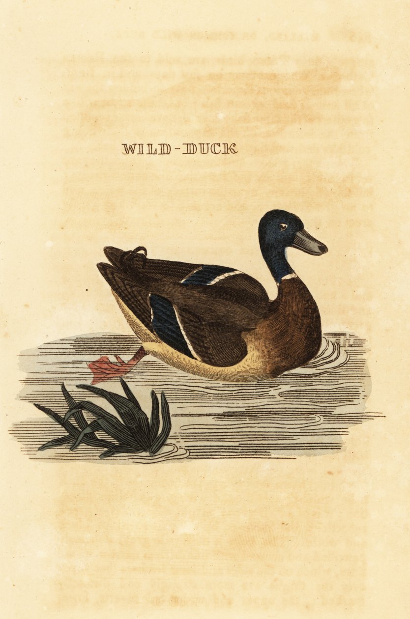 Mallard, Anas platyrhynchos de Edward Donovan