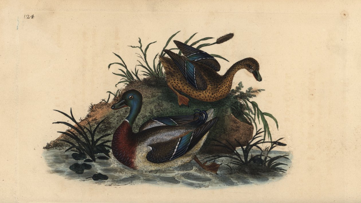 Patos pato-real, Anas platyrhynchos, par macho e fêmea. Placa de cobre colorida à mão desenhada e gravada por Edward Donovan a partir de sua própria "Natural History of British Birds", Londres. de Edward Donovan