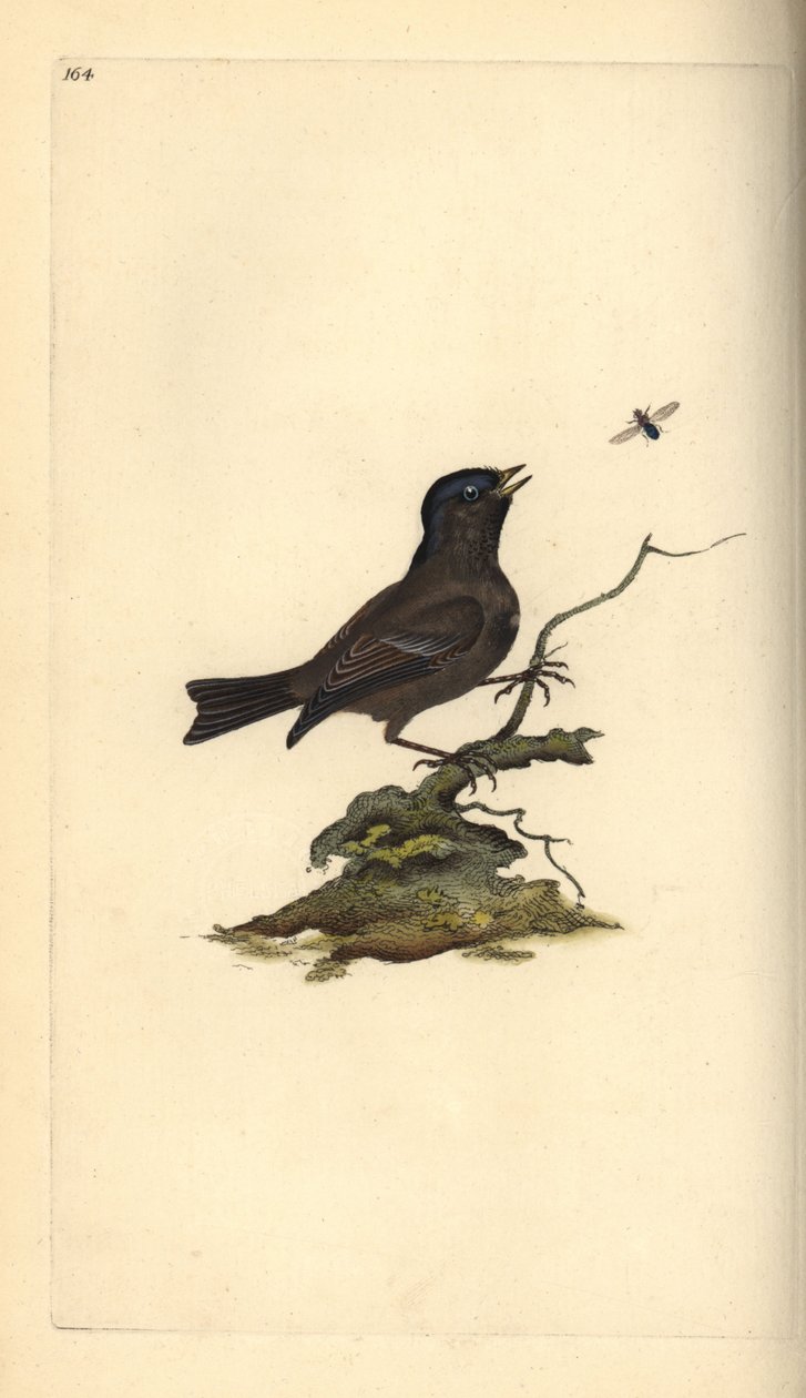 Marsh Tit, Poecile Palustris. Placa de cobre colorida à mão, desenhada e gravada por Edward Donovan a partir de sua própria "Natural History of British Birds," Londres de Edward Donovan