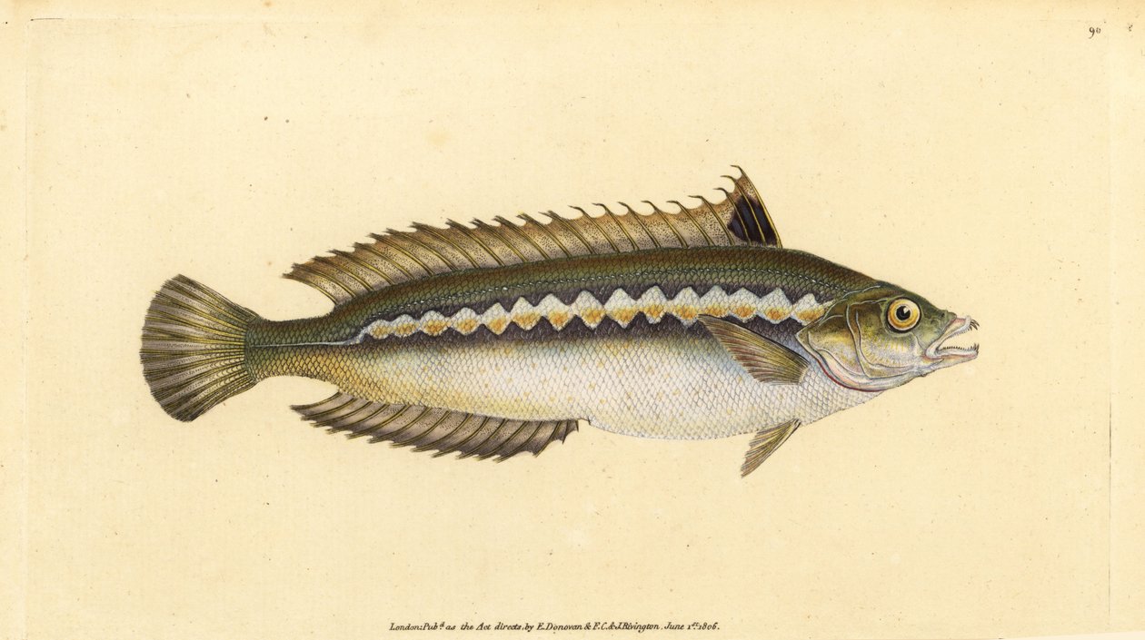 Lixo do arco-íris mediterrâneo, Coris julis (Lixo listrado indireto, Labrus julis). Placa de cobre colorida à mão, desenhada e gravada por Edward Donovan a partir de sua História Natural dos Peixes Britânicos, Donovan e F.C. e J. Rivington, Londres. de Edward Donovan