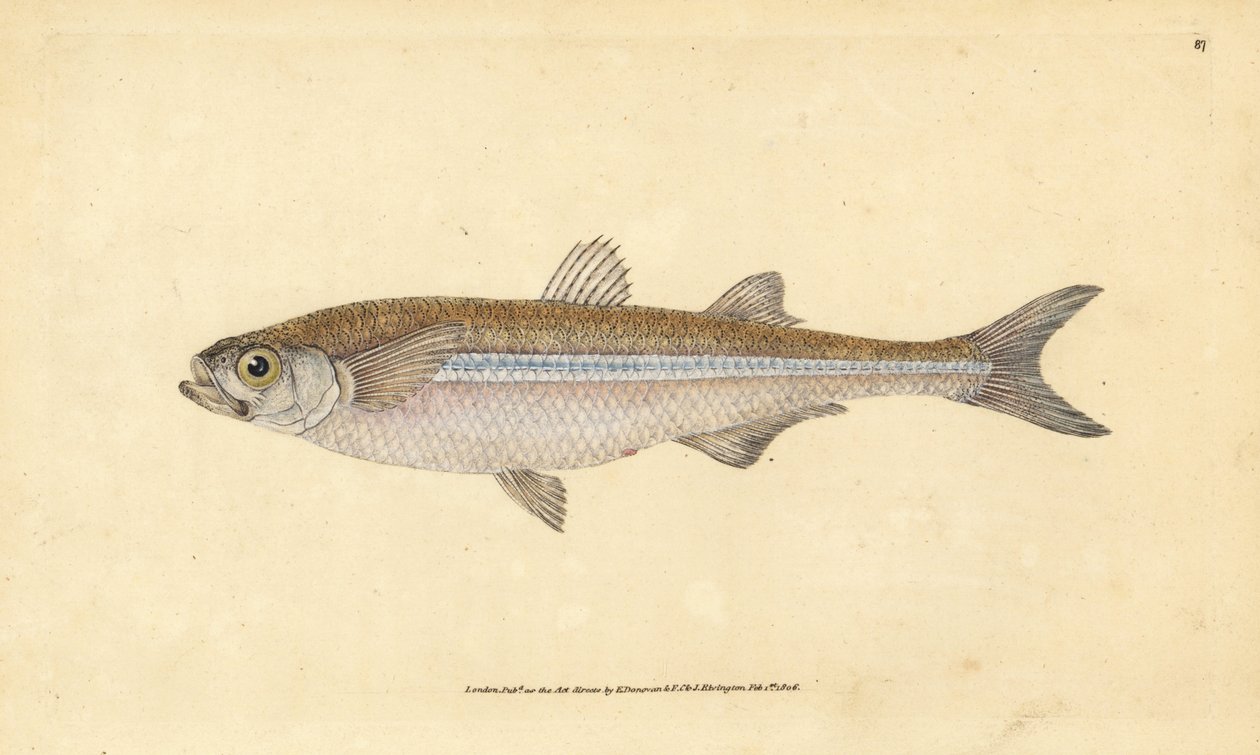 Areia mediterrânica ou aterina europeia, Atherina hepsetus. Placa de cobre colorida à mão desenhada e gravada por Edward Donovan a partir de sua História Natural dos Peixes Britânicos, Donovan e F.C. e J. Rivington, Londres. de Edward Donovan