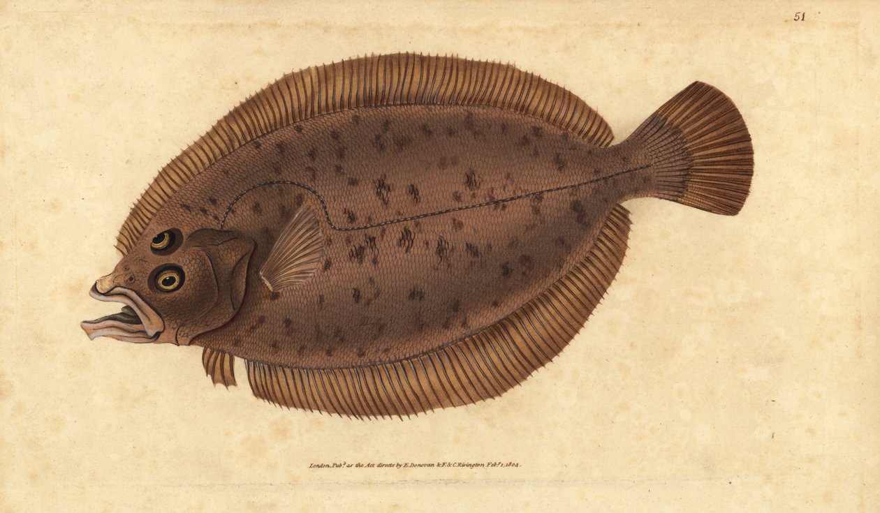 Megrim ou whiff, Lepidorhombus whiffiagonis (Pleuronectes megastoma). Placa de cobre colorida à mão desenhada e gravada por Edward Donovan a partir de sua História Natural dos Peixes Britânicos, Donovan e F.C. e J. Rivington, Londres. de Edward Donovan