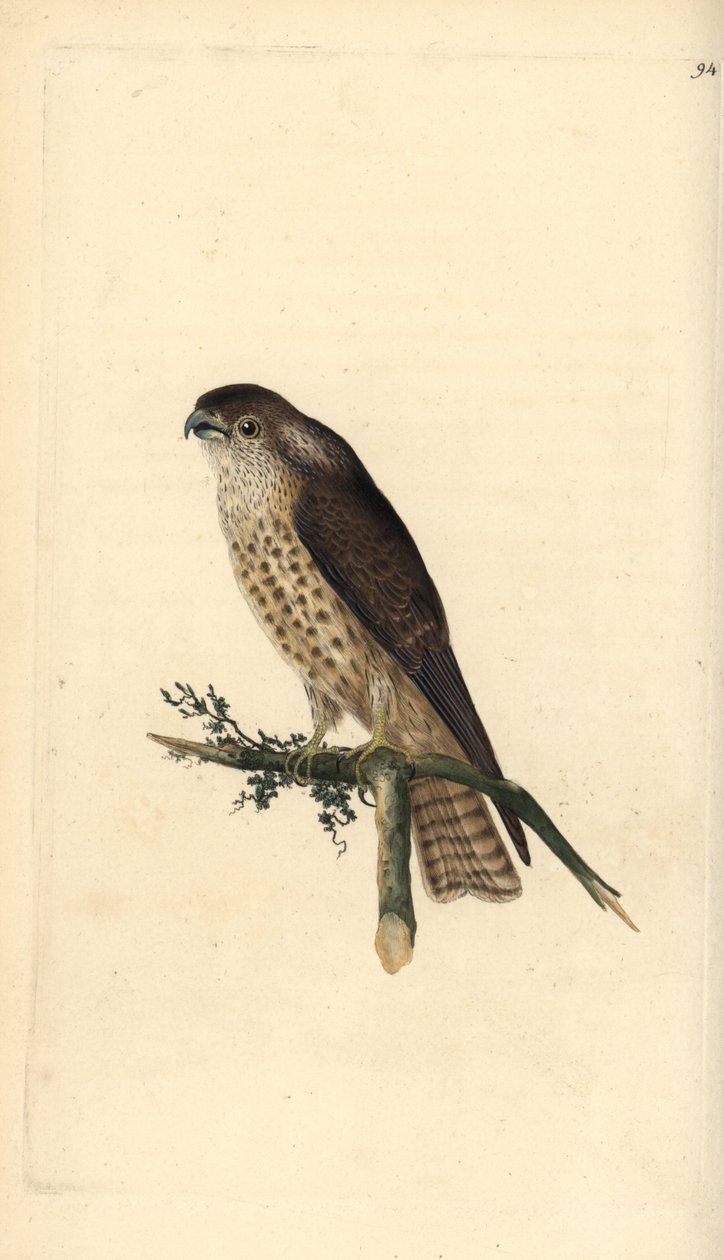 Merlin, Falco columbarius. Placa de cobre colorida à mão, desenhada e gravada por Edward Donovan a partir de sua própria "Natural History of British Birds," Londres de Edward Donovan
