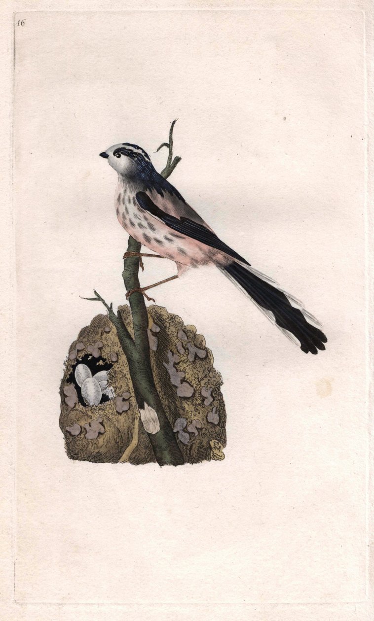 O Mesange tem uma cauda longa. Aegithalos caudatus (Parus caudatus). Gravura em cobre de Edward Donovan (1768-1837), publicada na Histoire naturelle des oiseaux britanniques, Londres. de Edward Donovan