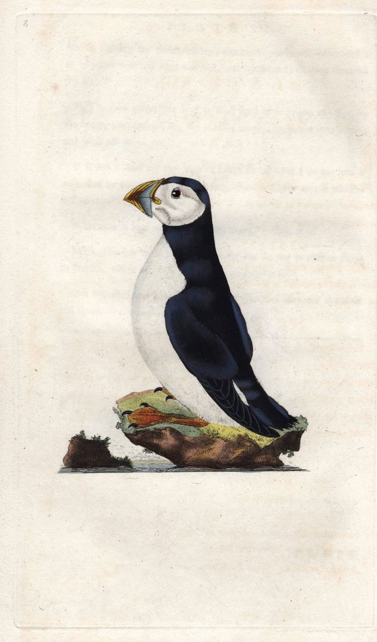 Monk puffin. Fratercula arctica (Alca arctica). Gravura em cobre de Edward Donovan (1768-1837), publicada na Histoire naturelle des oiseaux britanniques, Londres. de Edward Donovan