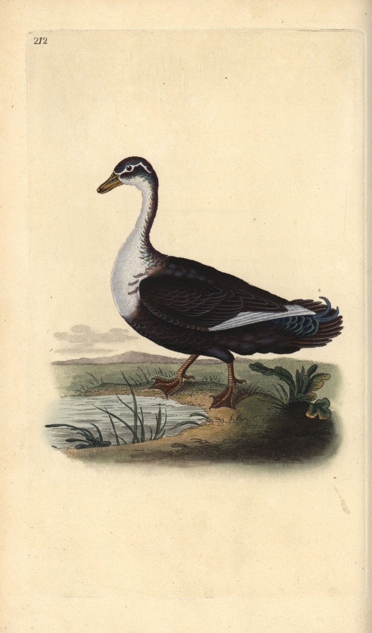 Pato moscovita (variante), Cairina moschata. Placa de cobre colorida à mão, desenhada e gravada por Edward Donovan a partir de sua própria "Natural History of British Birds", Londres. de Edward Donovan