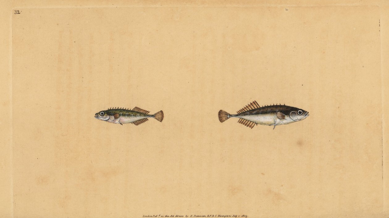 Pungitius pungitius pungitius (Pungitius pungitius pungitius, Gasterosteus pungitius). Placa de cobre colorida à mão, desenhada e gravada por Edward Donovan a partir de sua História Natural dos Peixes Britânicos, Donovan e F.C. e J. Rivington, Londres. de Edward Donovan