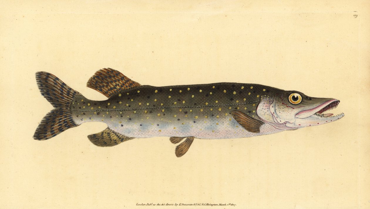 Lúcio do Norte, Esox lucius. Placa de cobre colorida à mão desenhada e gravada por Edward Donovan a partir de sua História Natural dos Peixes Britânicos, Donovan e F.C. e J. Rivington, Londres. de Edward Donovan