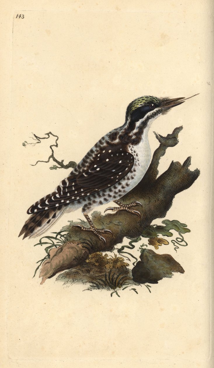 Pica-pau de três dedos do norte. Picoides tridactylus. Placa de cobre colorida à mão desenhada e gravada por Edward Donovan a partir de sua própria "Natural History of British Birds", Londres. de Edward Donovan