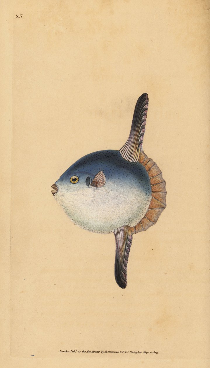 Peixe Sol Oceano, Mola mola. Vulnerável. (Peixe sol, Tetrodon mola). Placa de cobre colorida à mão, desenhada e gravada por Edward Donovan a partir de sua História Natural dos Peixes Britânicos, Donovan e F.C. e J. Rivington, Londres. de Edward Donovan
