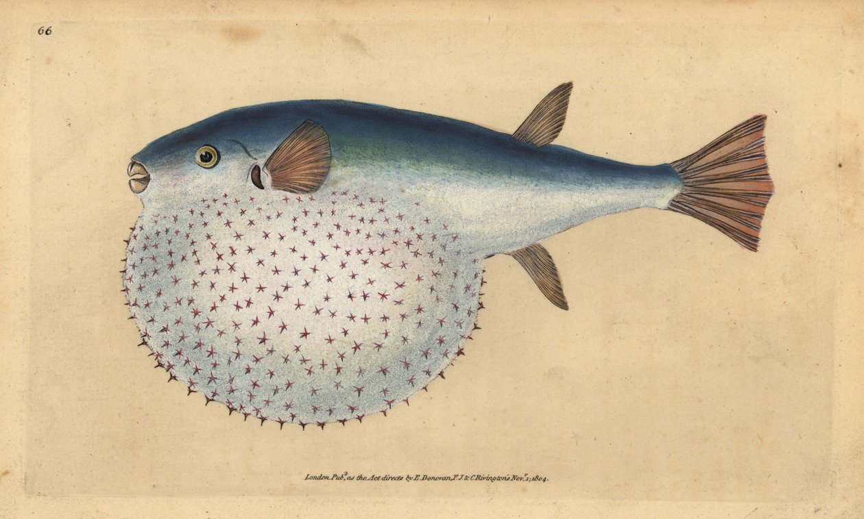 Lagocephalus lagocephalus (Peixe globo cozido, Tetrodon stellatus). Placa de cobre colorida à mão desenhada e gravada por Edward Donovan a partir de sua História Natural dos Peixes Britânicos, Donovan e F.C. e J. Rivington, Londres. de Edward Donovan