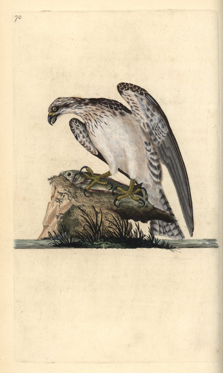 Osprey, Pandion haliaetus, de pé sobre um peixe capturado. Placa de cobre colorida à mão desenhada e gravada por Edward Donovan a partir de sua própria "Natural History of British Birds", Londres de Edward Donovan
