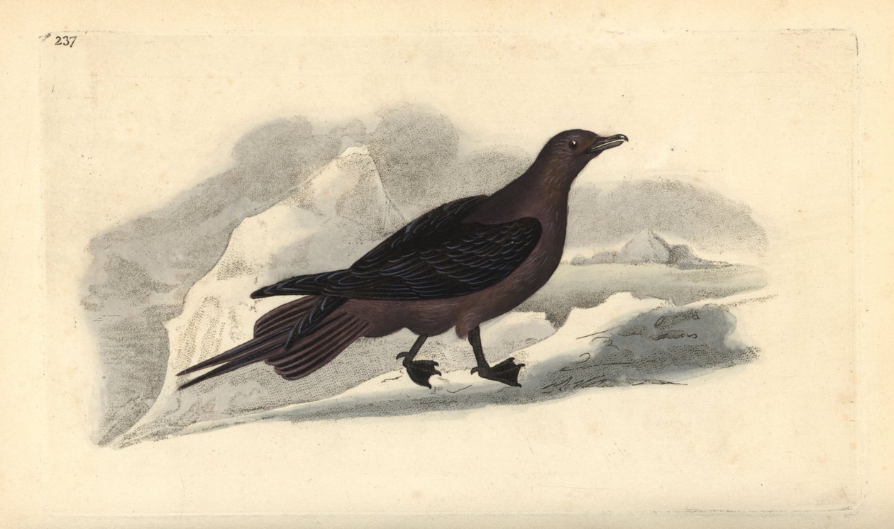 Jaeger parasita, Stercorarius parasiticus. Placa de cobre colorida à mão, desenhada e gravada por Edward Donovan a partir de sua própria "Natural History of British Birds", Londres. de Edward Donovan