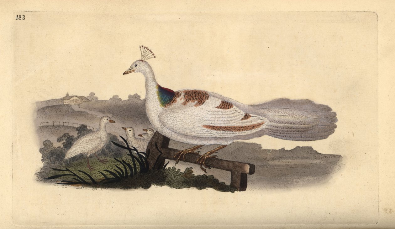 Pé de pato, Pavo cristatus, fêmea com crias. Placa de cobre colorida à mão desenhada e gravada por Edward Donovan a partir de sua própria "Natural History of British Birds", Londres. de Edward Donovan