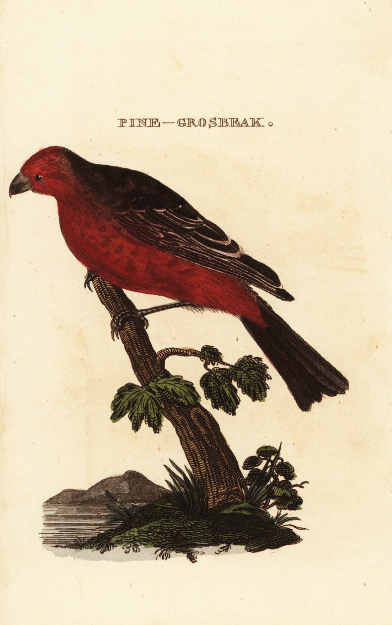 Pine grosbeak, enucleador de Pinicola de Edward Donovan
