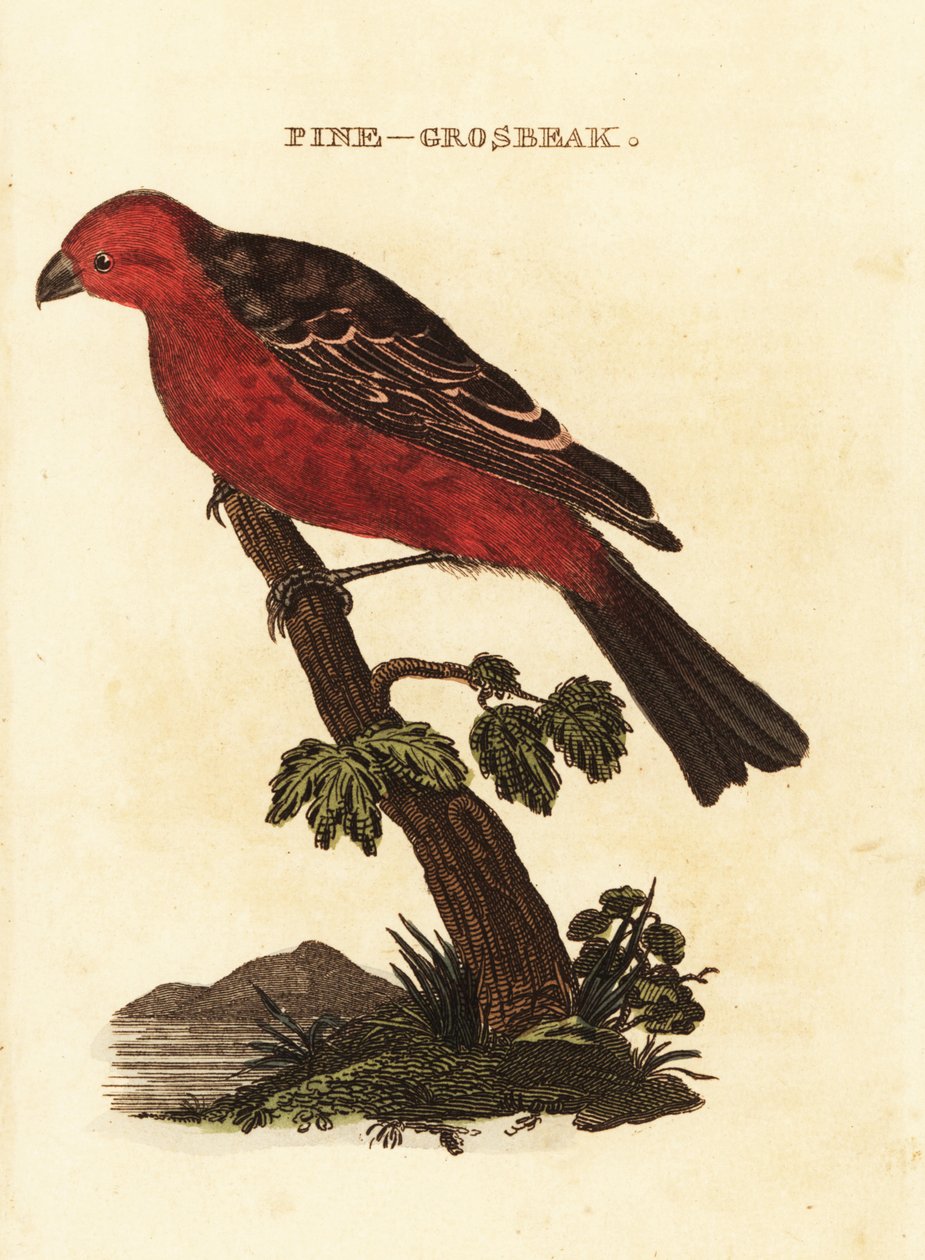 Pine grosbeak, enucleador de Pinicola de Edward Donovan