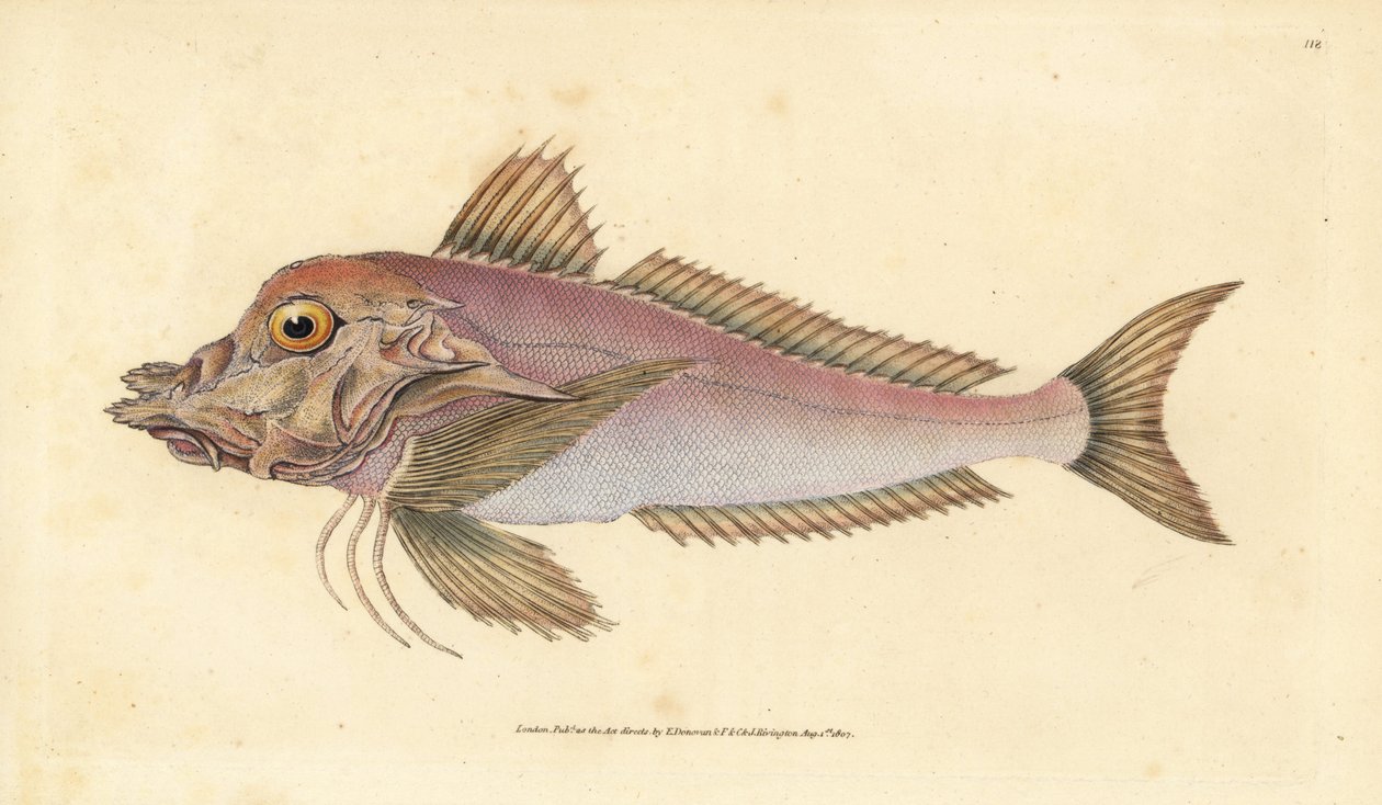Piper, Trigla lyra. Placa de cobre colorida à mão desenhada e gravada por Edward Donovan a partir de sua História Natural dos Peixes Britânicos, Donovan e F.C. e J. Rivington, Londres de Edward Donovan