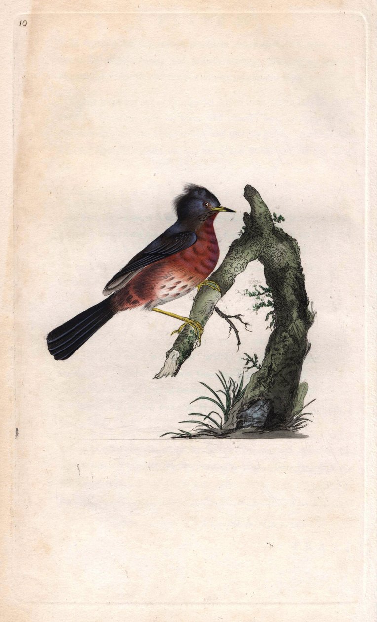 Pitchou warf. Sylvia undata (Sylvia dartfordiensis). Gravura em cobre de Edward Donovan (1768-1837), publicada na Histoire naturelle des oiseaux britanniques, Londres. de Edward Donovan