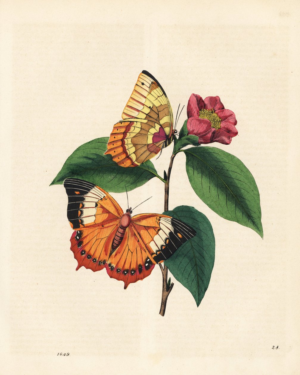 Borboleta rajada de rajada lisa, psafão Charaxes (Nymphalis bernardus) sobre uma camélia. Copiado de Edward Donovan
