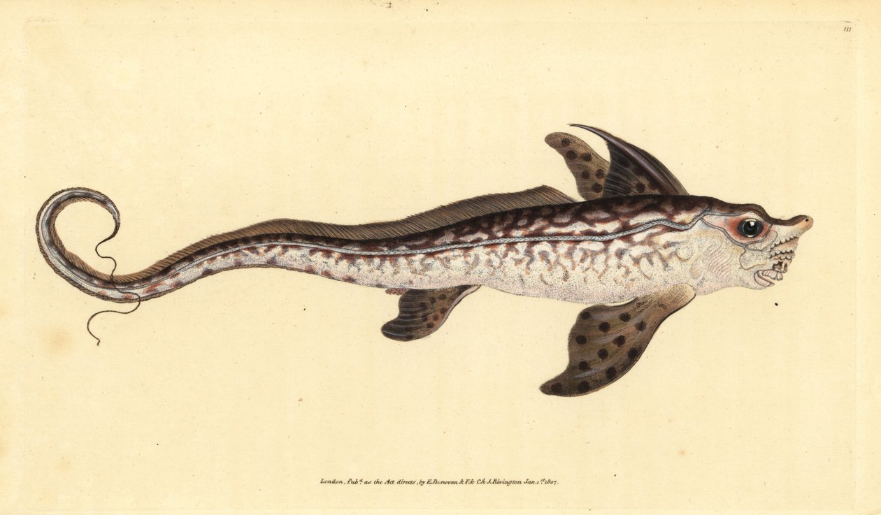 Rabbitfish ou monstro marinho, Chimaera monstrosa. Quase ameaçado. Placa de cobre colorida à mão desenhada e gravada por Edward Donovan da sua História Natural dos Peixes Britânicos, Donovan e F.C. e J. Rivington, Londres. de Edward Donovan