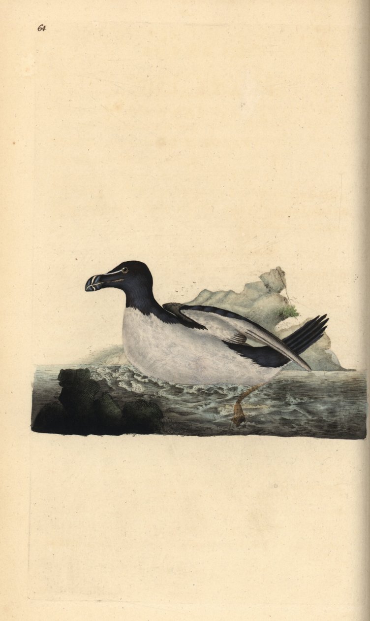 Razorbill, Alca torda. Placa de cobre colorida à mão, desenhada e gravada por Edward Donovan a partir de sua própria "Natural History of British Birds," Londres de Edward Donovan