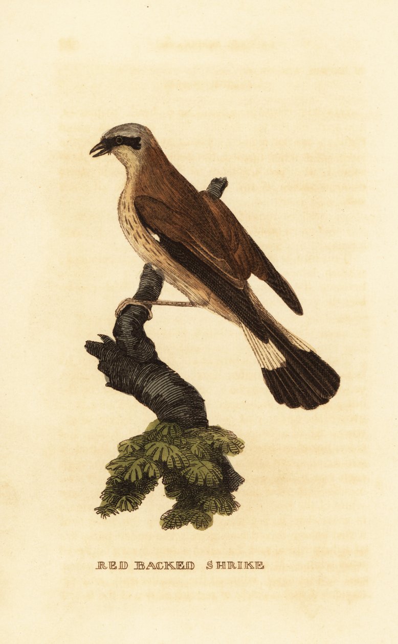 Shrike de costas vermelhas, Lanius collurio de Edward Donovan